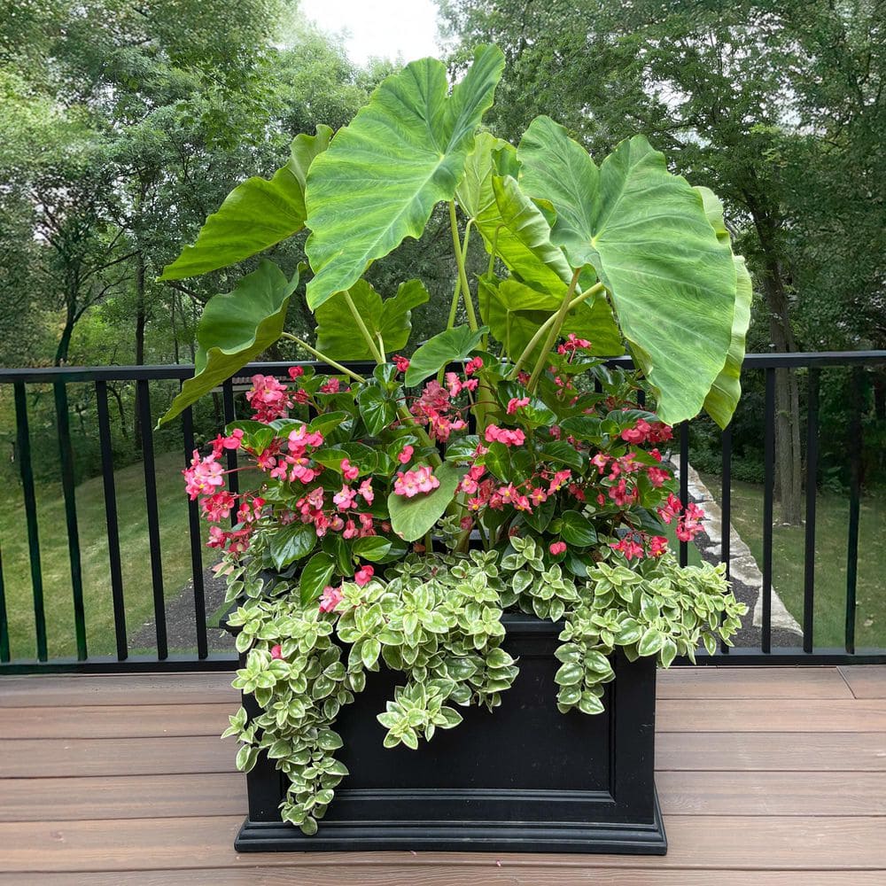 Fairfield 36"x20" Classic Black Self-Watering Polyethylene Planter
