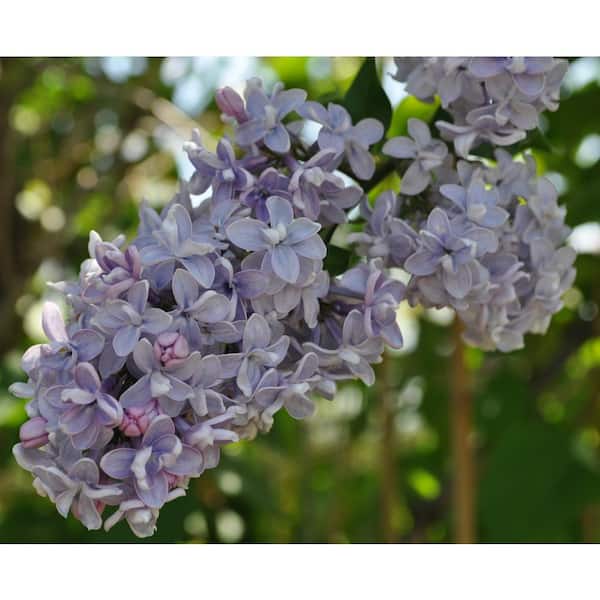 2.5 qt. Lilac President Grevy (Syringa) Live Shrub, Pale Lavender