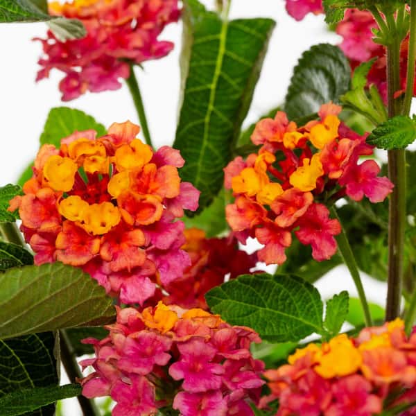 Vigoro 2 QT Lantana 'Athens Rose' Perennial Plant 1005991241 - The