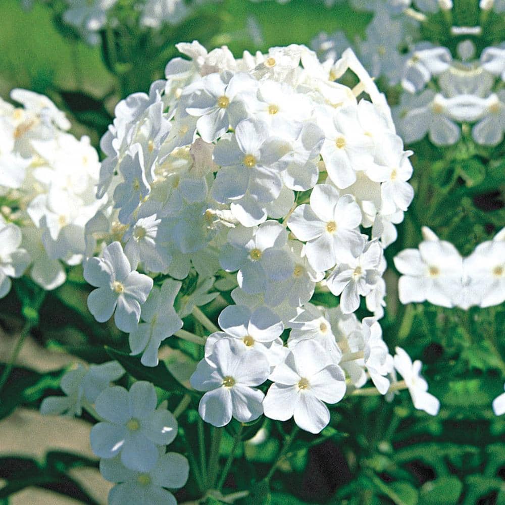 1 Gal. Pot, David Tall Hardy Tall Garden Phlox Potted White Flowering Perennial Plant (1-Pack) price history on PriceWatchPro