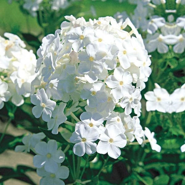 Direct Gardening 1 Gal. Pot, David Tall Hardy Tall Garden Phlox