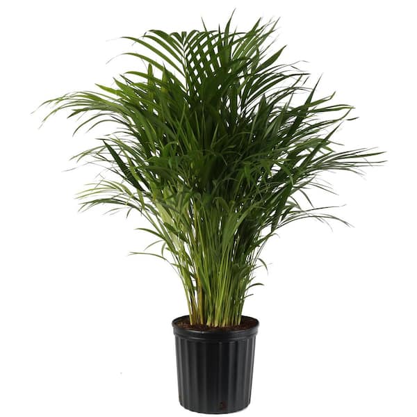 Costa Farms Areca Palm in 9.25 in. Grower Pot