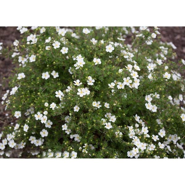 PROVEN WINNERS Happy Face White ColorChoice Potentilla 4.5 in. Quart