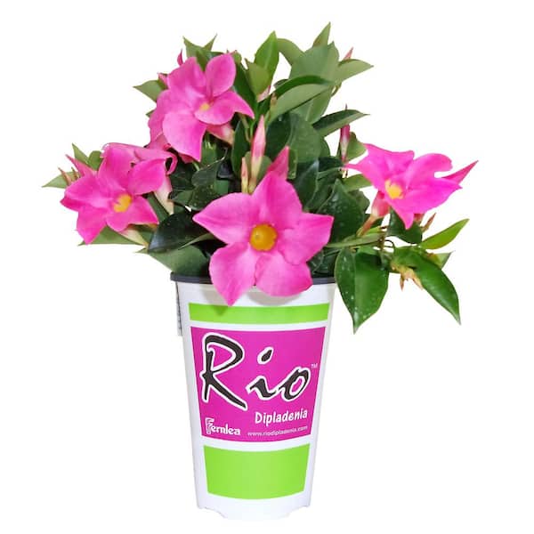 Rio 1.5 Pint. Dipladenia Flowering Annual Shrub with Red, Pink, White and Raspberry Splash Blooms