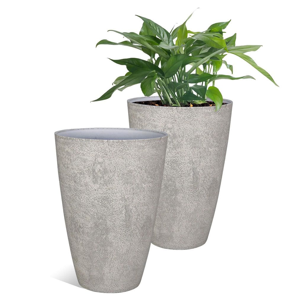 フィカス・ウンベラータ weathered white cement pot フィカス・ウンベラータ weathered white cement pot（フィカス