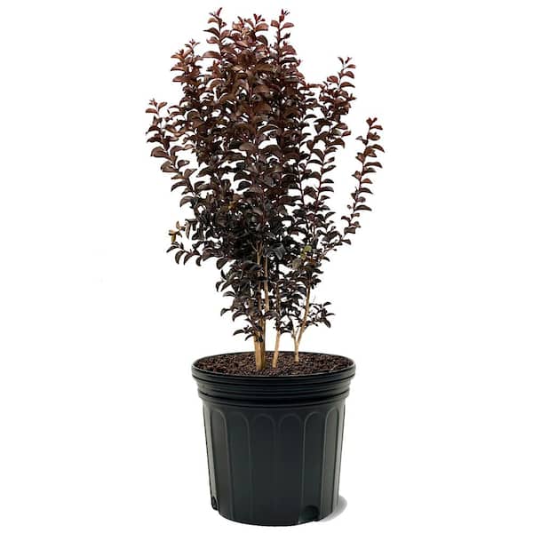 Purely Purple Crape Myrtle Dark Leaf Purple Flowering Ornamental Tree