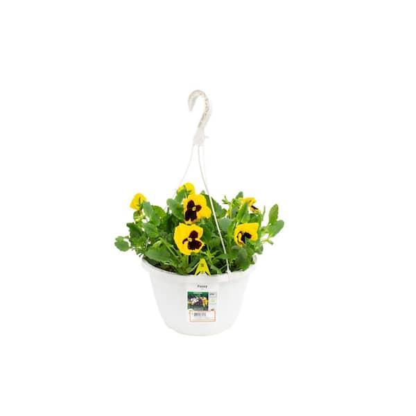 10 in. Hanging Basket Pansy Plant Yellow (1 Plant) Annual