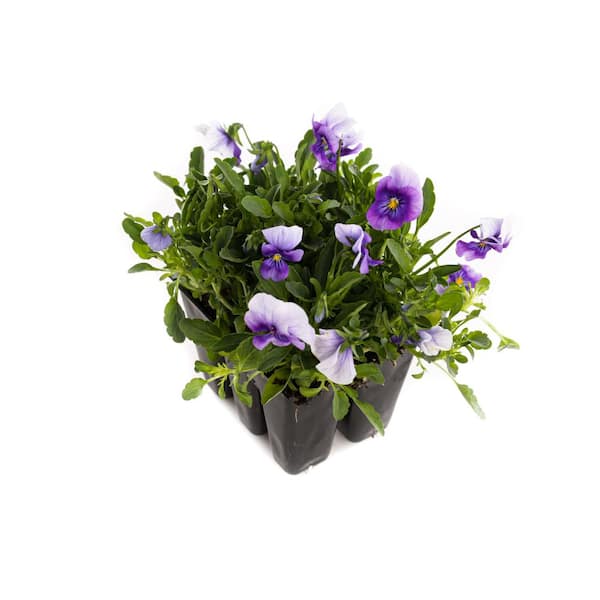 1 Gal. Purple Viola Plant 1904 - The Home Depot