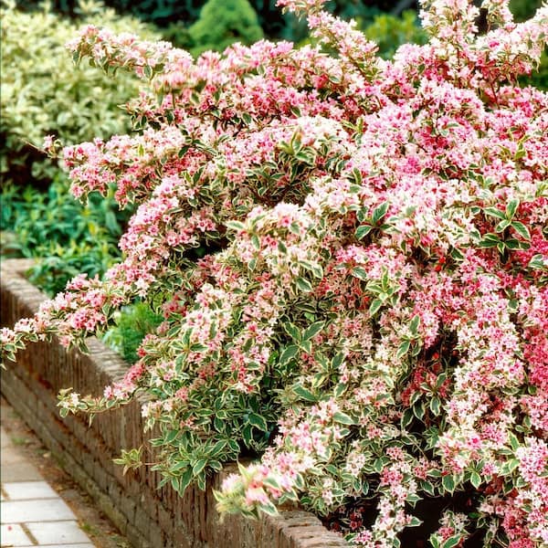 National Plant Network 4 in. Variegated Weigela Shrub (3-Pack)