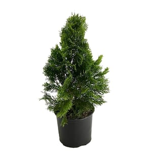 6 in. Jantar Thuja Holiday Shrub Plant 1010413321 - The Home Depot