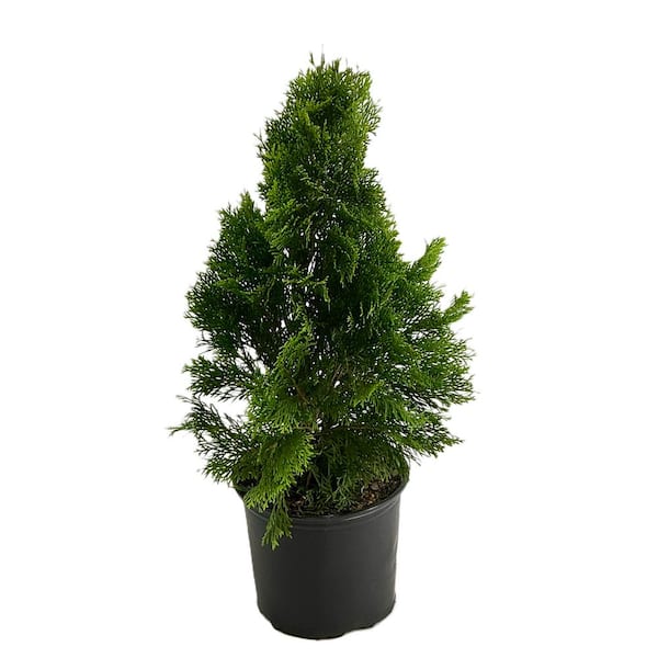 1 Gal. Emerald Green Arborvitae (Thuja smaragd) Live Evergreen Shrub