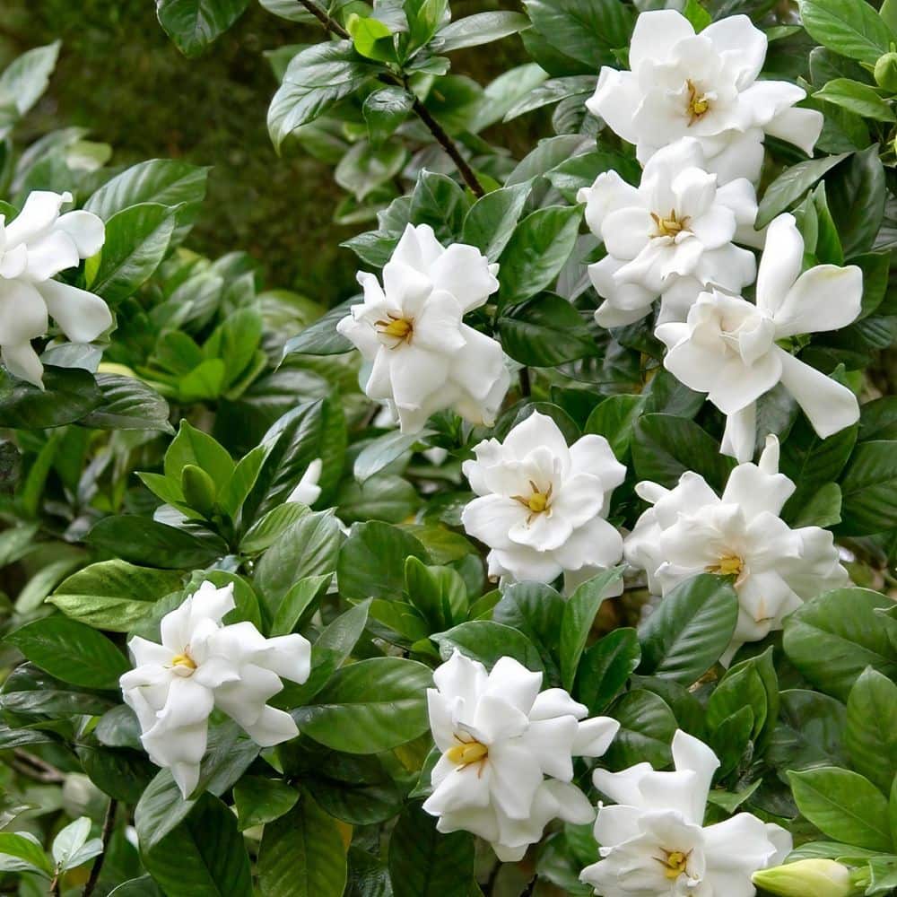 2.5 qt. Gardenia August Beauty Flowering Shrub with White Blooms