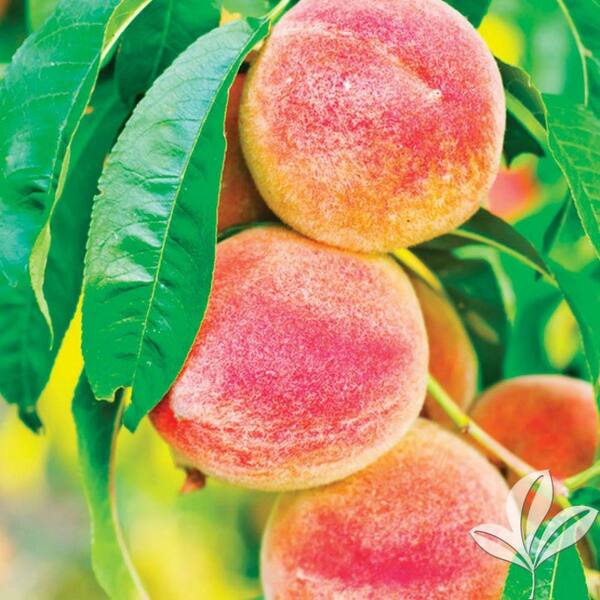 Unbranded Goldprince Peach Tree
