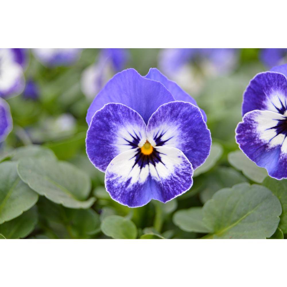 1.27 Qt. Delft Blue Viola Pansy Plant (6-Pack) 600556 - The Home Depot