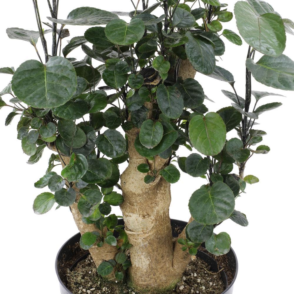 Aralia Fabian Stump Indoor Plant in Black Plastic Planter