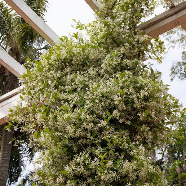 national PLANT NETWORK 2.5 qt. Jasmine Confederate Flowering