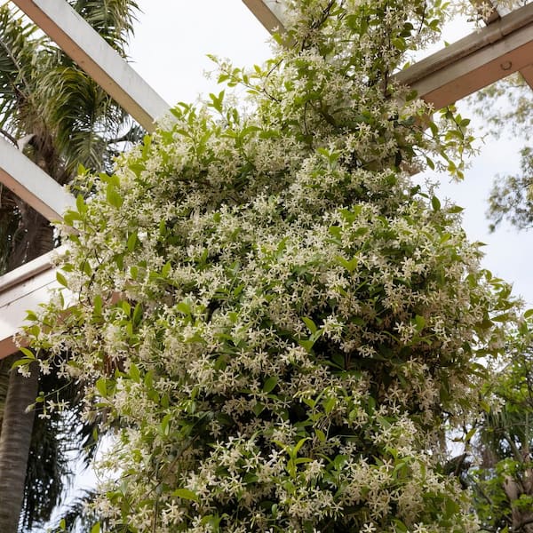 national PLANT NETWORK 2.5 qt. Jasmine Confederate Flowering Shrub