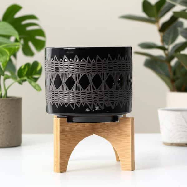 anthurium air cleaner Explore Our Anthurium Hookeri Birds Nest