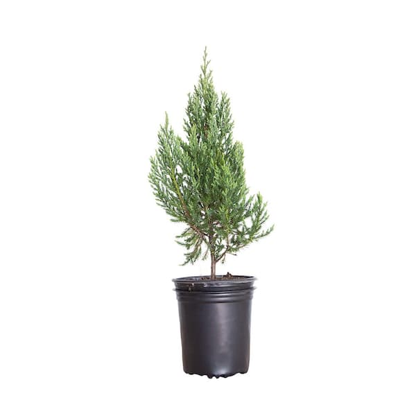 FLOWERWOOD 2.5 Qt. Blue Point Juniper - Live Evergreen Shrub/Tree
