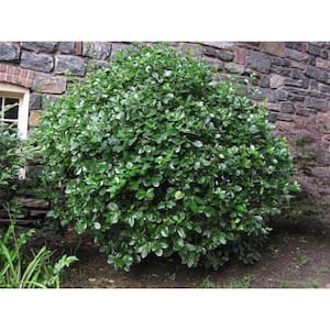 1 Gal. Evergreen Wintercreeper Euonymus Shrub Evergreen, Glossy and Lustrous Leaves, also Drought and Cold Tolerant