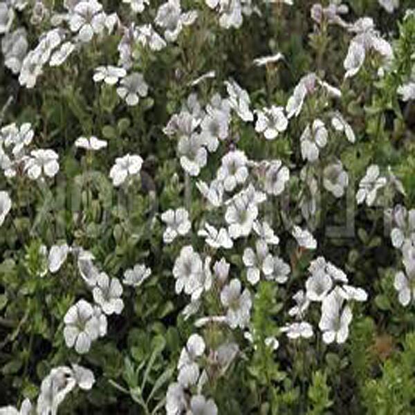 Unbranded 3.5 in. Alpine Baby's Breath Plant