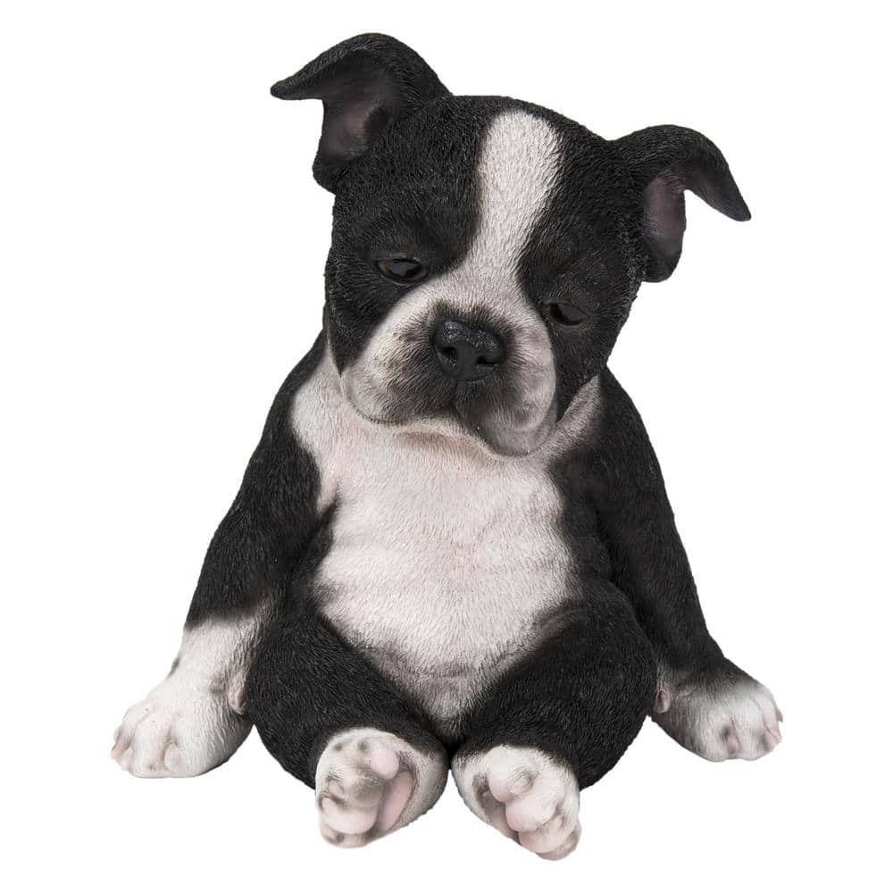 Sleepy Black and White Boston Terrier Puppy Polyresin Statue
