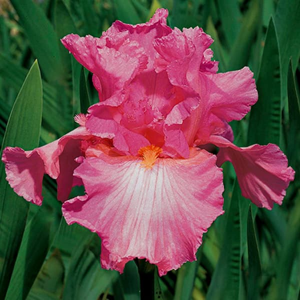 VAN ZYVERDEN Bearded Iris Cherub's Smile Pink Iris germanica