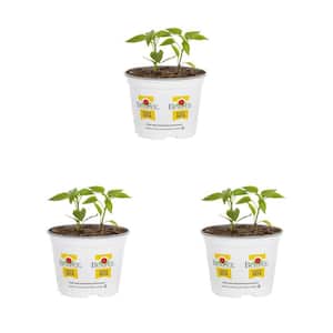 1.5 qt. Burpee Edible Pepper Gold Standard II Yellow Vegetable Plant (3-Pack)