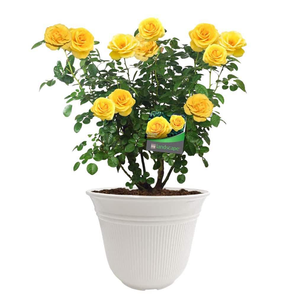 vigoro-rose-bushes-17580-