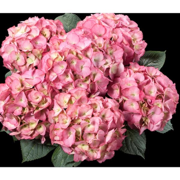 BELL NURSERY 8 in. Floral Flowering Hydrangea Deco Tin Shrub