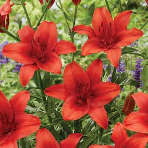 Lilies Red Highland Set of 8 Bulbs