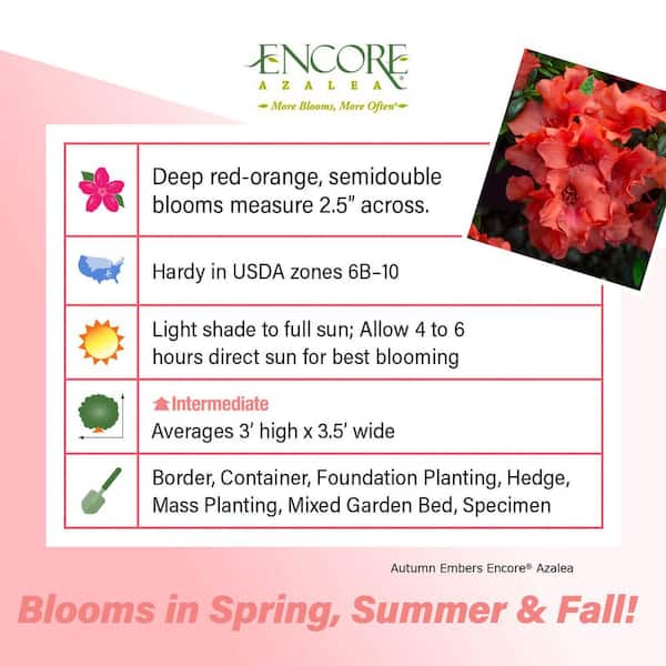 3 Gal. Autumn Embers Azalea Shrub with Reblooming Red-Orange Flowers - Low-Maintenance Evergreen Plant
