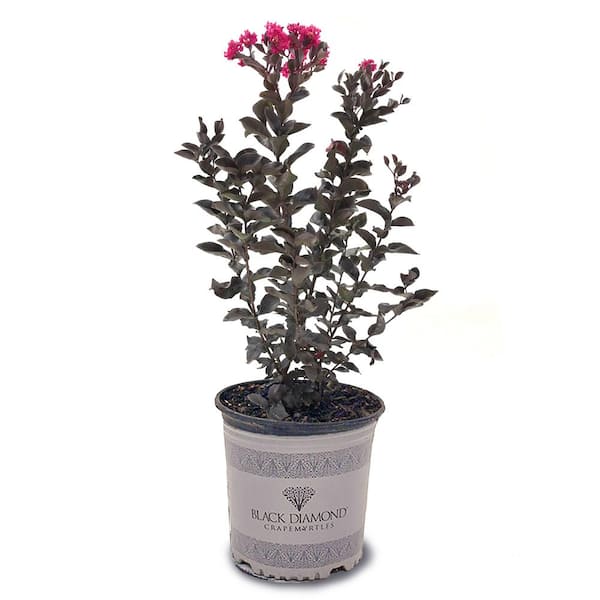 3 Gal. Mystic Magenta Crape Myrtle Tree