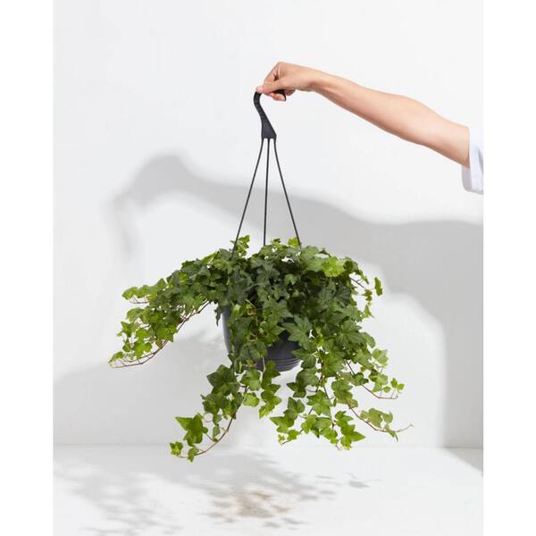LIVELY ROOT 6 in. Green English Ivy (Hedera helix) Plant in Grower Pot