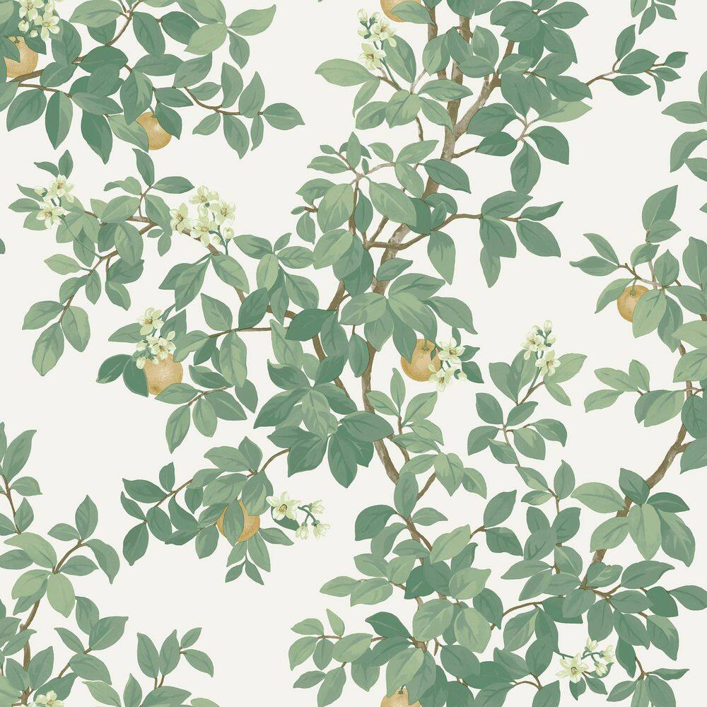 Orange Tree Cream and Green Non-Pasted Wallpaper (Covers 56 sq. ft) price history on PriceWatchPro