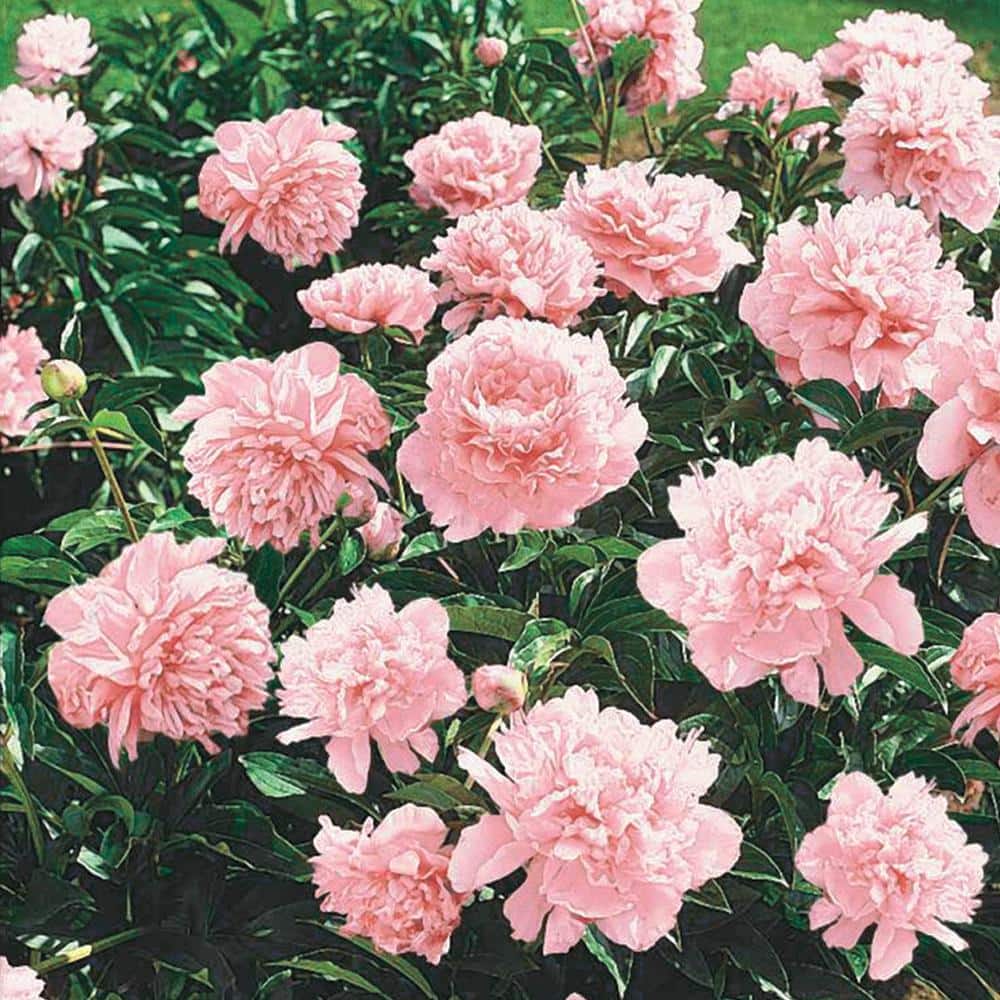 Pillow Talk Pink Flowering Peony Outdoor Perennial Plant