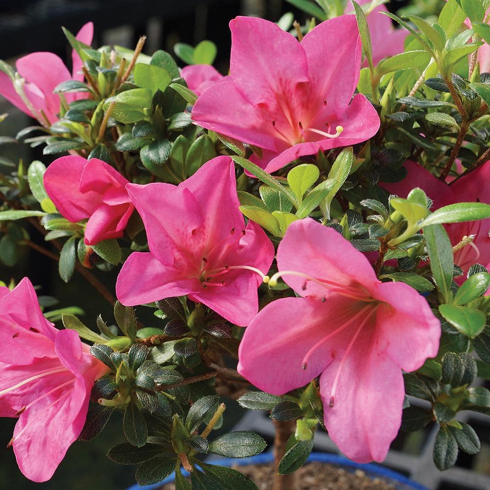 Small Pink Satsuki Azalea Bonsai in Ceramic Planter