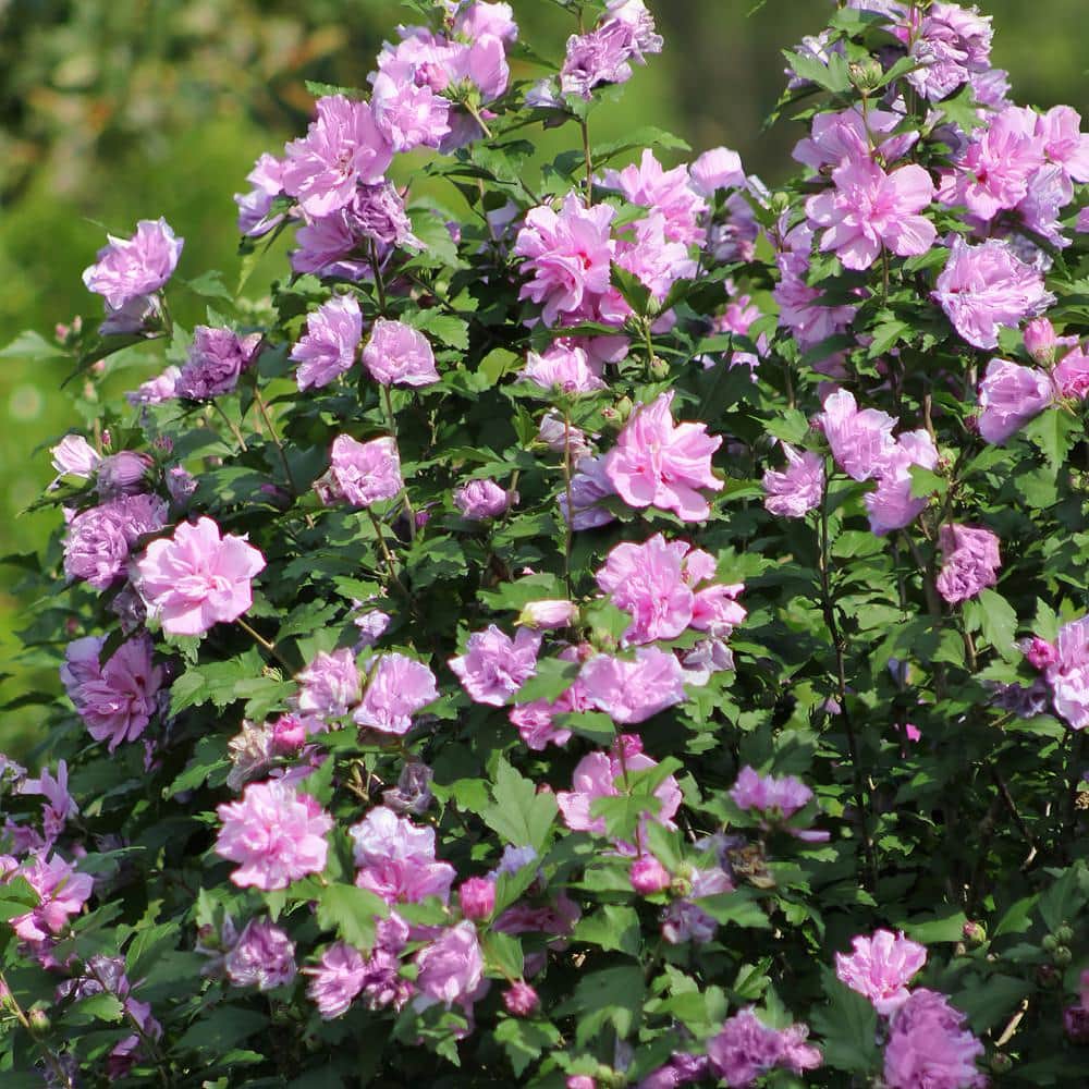 1 Gallon Pink and Purple Hibiscus Tahiti Shrub