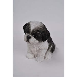Black/White Shih Tzu Puppy