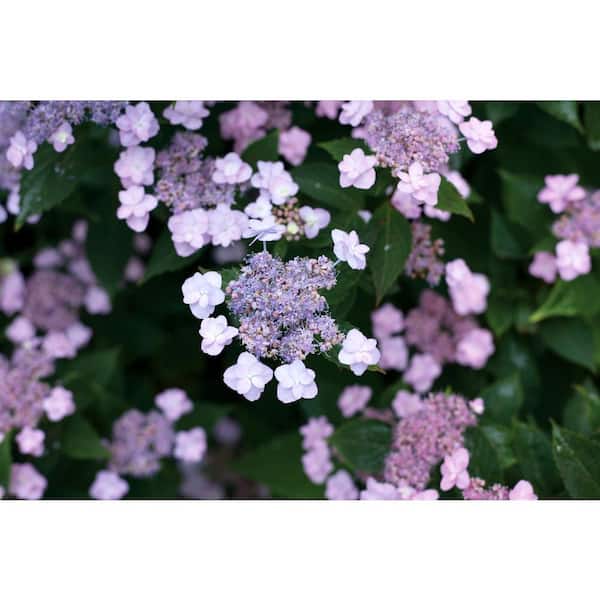 PROVEN WINNERS 1 Gal. Tiny Tuff Stuff (Mountain Hydrangea) Live Shrub, Blue and Pink Flowers