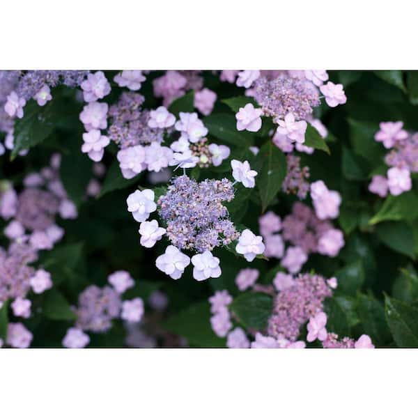 Hydrangea ser. Tiny Tuff Stuff™ - Johnson Nursery Corporation