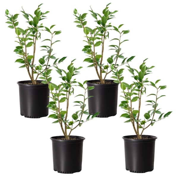 1 gal. High Fragrance Camellia Japonica Shrub with Pink Flowers (4-Pack)