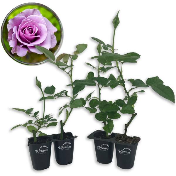 Wekiva Foliage Lagerfeld Rose Bush 4-Live Starter Plants in 2 in. Pots-Beautifully Fragrant Heirloom Rose from Florida