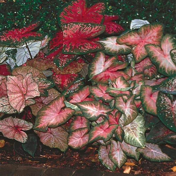 VIGORO 2.5 QT. Caladium Plant with Assorted Foliage