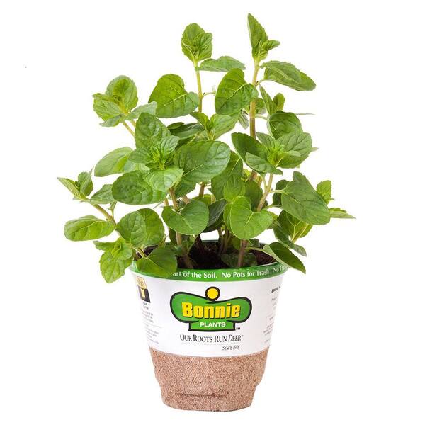 Bonnie Plants 4.5 in. Mint-Spearmint