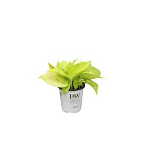 3.5 in. leafjoy littles Beautifall Off to Oz Pothos (Epipremnum aureum) Live Indoor Plant in Grower Pot