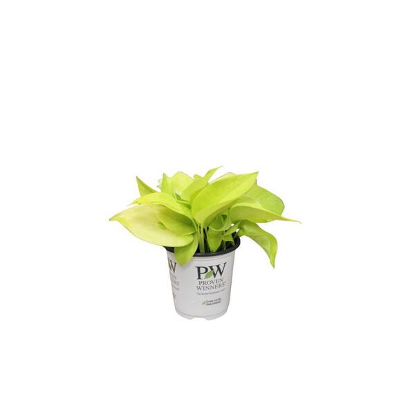 PROVEN WINNERS 3.5 in. leafjoy littles Beautifall Off to Oz Pothos ...