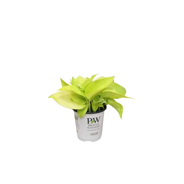 PROVEN WINNERS 3.5 in. leafjoy littles Beautifall Off to Oz Pothos (Epipremnum aureum) Live Indoor Plant in Grower Pot