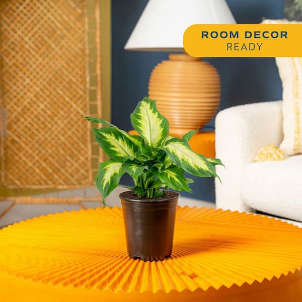 Dieffenbachia Indoor Plant in 6 in. Grower Pot, Avg. Shipping Height 1-2 ft. Tall