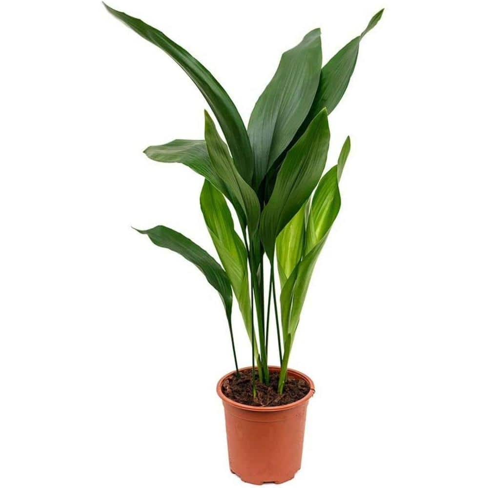 Cast Iron Plant-Live Plant in a 6 in. Pot-Aspidistra Elatior-Beautiful Florist Quality Indoor or Outdoor Plant price history on PriceWatchPro